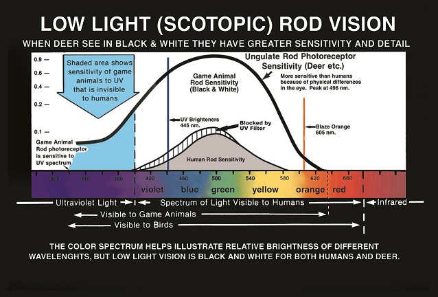 rod vision scale