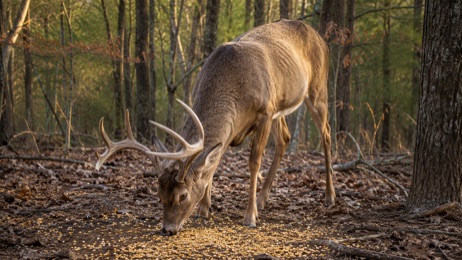 Deer eating
